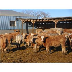 Mullen Land & Cattle Co. - Heifers