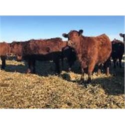 Metzger Farms - Bred Heifers