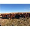 Image 6 : Metzger Farms - Bred Heifers