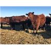 Image 1 : Metzger Farms - Bred Heifers