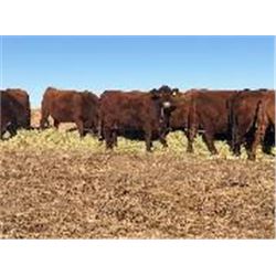 Metzger Farms - 5th Calvers! Buyer Option next 4 lots (gate run).