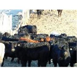 Starland Colony - Heifers