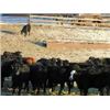 Image 5 : Starland Colony - Heifers