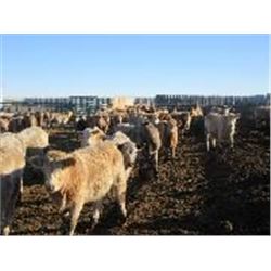 Vossepoel Cattle Co. - Steers