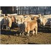 Image 4 : Vossepoel Cattle Co. - Char X Heifers