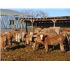 Image 6 : Vossepoel Cattle Co. - Char X Heifers