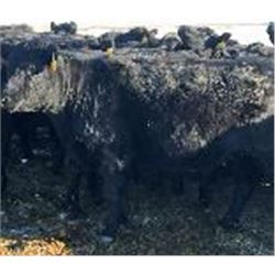 Robertson Bred Heifers - Buyer option next 4 lots.