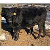 Image 2 : Robertson Bred Heifers - Buyer option next 2 lots.