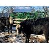 Image 3 : Robertson Bred Heifers -