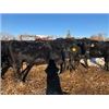 Image 5 : Robertson Bred Heifers -