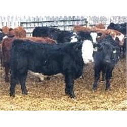 Hardluck Farms - Feeding Steers