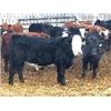 Image 1 : Hardluck Farms - Feeding Steers