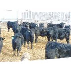 Bayes - Home Raised Steers