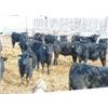 Image 1 : Bayes - Home Raised Steers