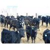 Image 2 : Bayes - Home Raised Steers