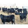 Image 4 : Bayes - Home Raised Steers