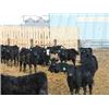 Image 5 : Bayes - Home Raised Steers