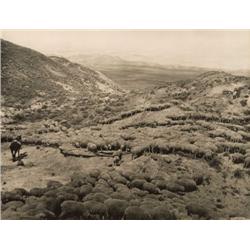 L.A. Huffman. Collotype.