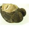 Image 6 : African Punu-Lumbo Mask