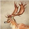 Image 2 : Martin Katon, "Fallow Deer of Europe" Original Oil Painting on Canvas, Hand Signed with Letter Authe