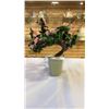 Image 2 : JADE TREE