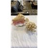 Image 1 : CONCH SHELL AND PIECE OF CORAL