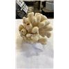 Image 2 : CONCH SHELL AND PIECE OF CORAL