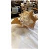 Image 8 : CONCH SHELL AND PIECE OF CORAL