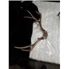 Image 3 : FUR COAT AND ANIMAL HORNS