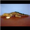 Image 1 : Steiff Alligator 14" No tags.  Writing 