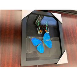 Dual Butterfly Display Case