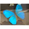 Image 2 : Dual Butterfly Display Case