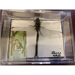 Single Dragonfly Display Case