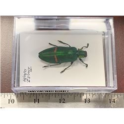 Single Beetle Display Case