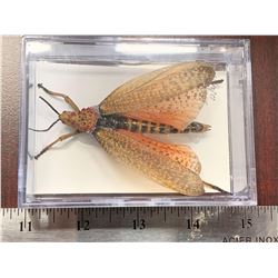 SingleVespidae Display Case