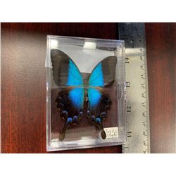 Single Butterfly Display Case