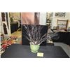 Image 1 : GREEN PLANTER W/BLACK CORAL BRANCHES