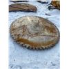 Image 1 : 82" SAW BLADE