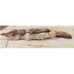 Coyote Pelt