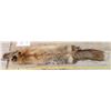 Image 1 : Fox Pelt