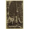 Image 3 : Carleton Watkins: Collection of Twelve Albumens 