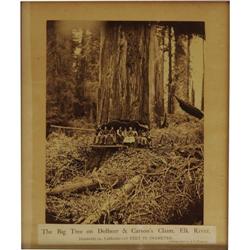 Flaglor Albumen Print of Giant Redwood 