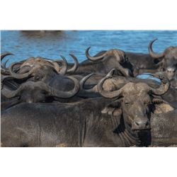 Zulu Nyala Photo Safari