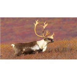 Governor's Tag Caribou