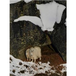 Ultima Thule Goat Hunt