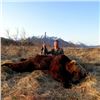 Image 1 : Kodiak Brown Bear/ Sitka Blacktail Deer Hunt