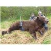 Image 1 : Coastal Brown Bear Hunt