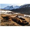 Image 4 : Coastal Brown Bear Hunt