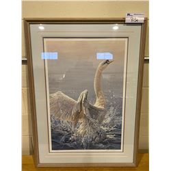 JOHN SEERY-LESTER FRAMED LEP 709/950 "BATHING-MUTE SWAN" 36 1/2" X 25 1/2"