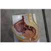 Image 2 : FEMALE ANATOMY DISPLAY